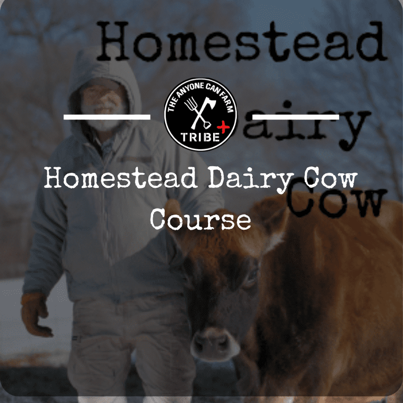 Homestead Milk Cow Course